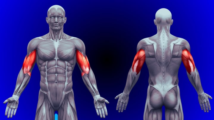 The muscles of the body and the muscle groups to know