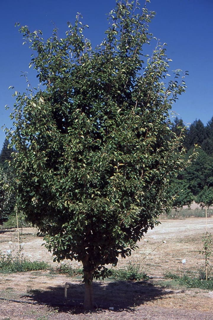 Trees That Start With K Chapters