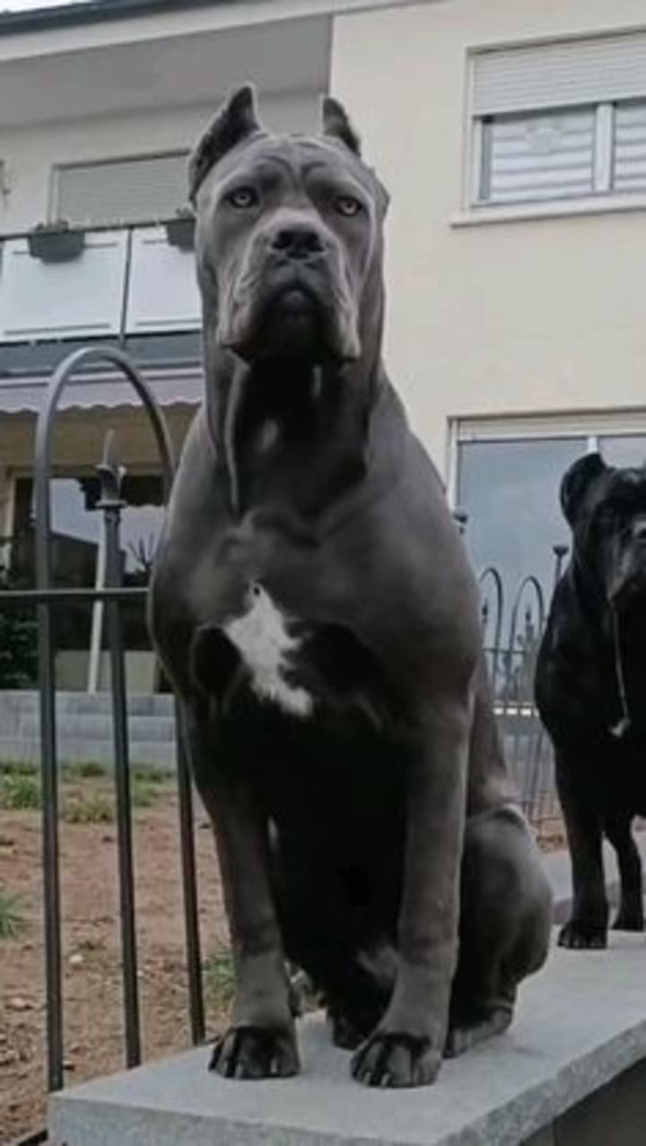 Majestic Blue Cane Corso: 2024 Comprehensive Guide