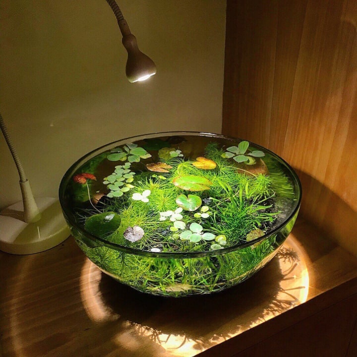 INDOOR WATER GARDEN - SWEETANGELCLEANING.COM