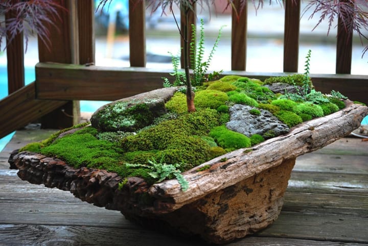 INDOOR MOSS GARDEN - SWEETANGELCLEANING.COM