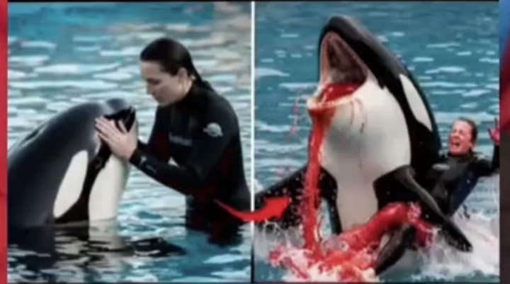 Incidente com a treinadora de orcas Jessica Radcliffe: ela ainda está viva?