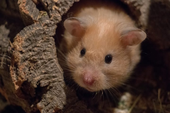 Keep Syrian Hamsters Solitary