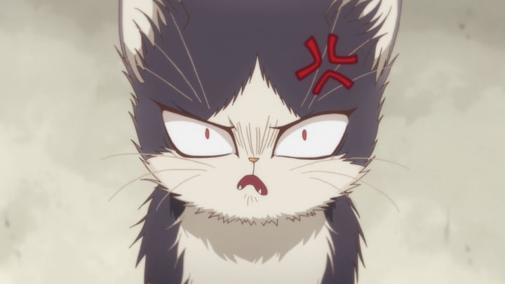 anime character when he goes crazy xD : r/cat