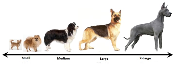 What is considered a sales large dog