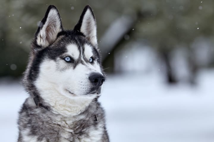 Top Ten Best Dog Breeds | Petlife