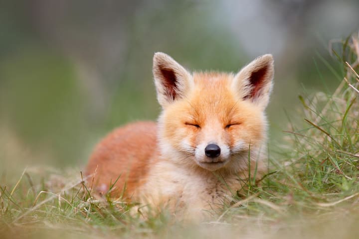 are foxers more similar to dogs or cats