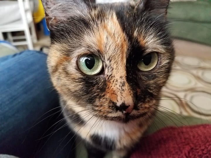 Why Are Calico Cats Usually Female? Petlife