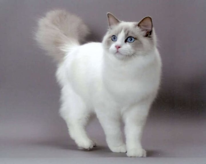 IV. Considerations for First-Time Ragdoll Cat Owners