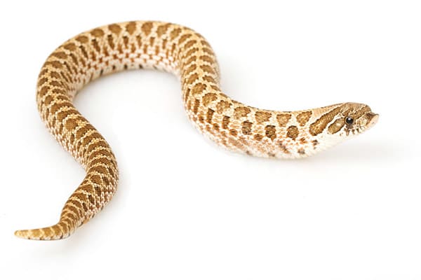 Western Hognose Snake Care | Petlife
