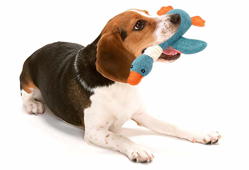 Best Toys for Small Dogs Petlife