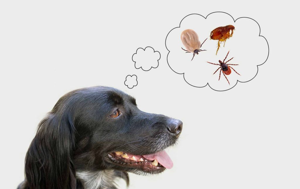 Best Ways to Prevent Ticks on Dogs Petlife