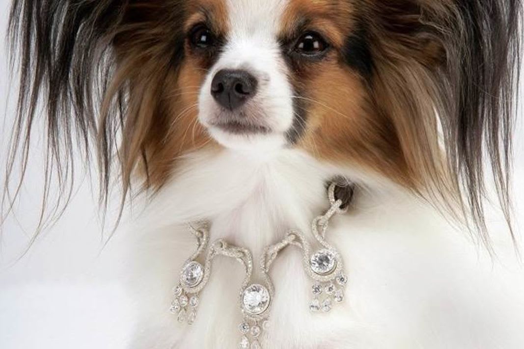 Most Expensive Dog Collars You Can Buy Your Pooch Petlife