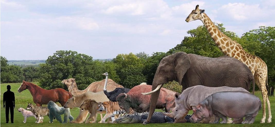 Rhino Vs Giraffes