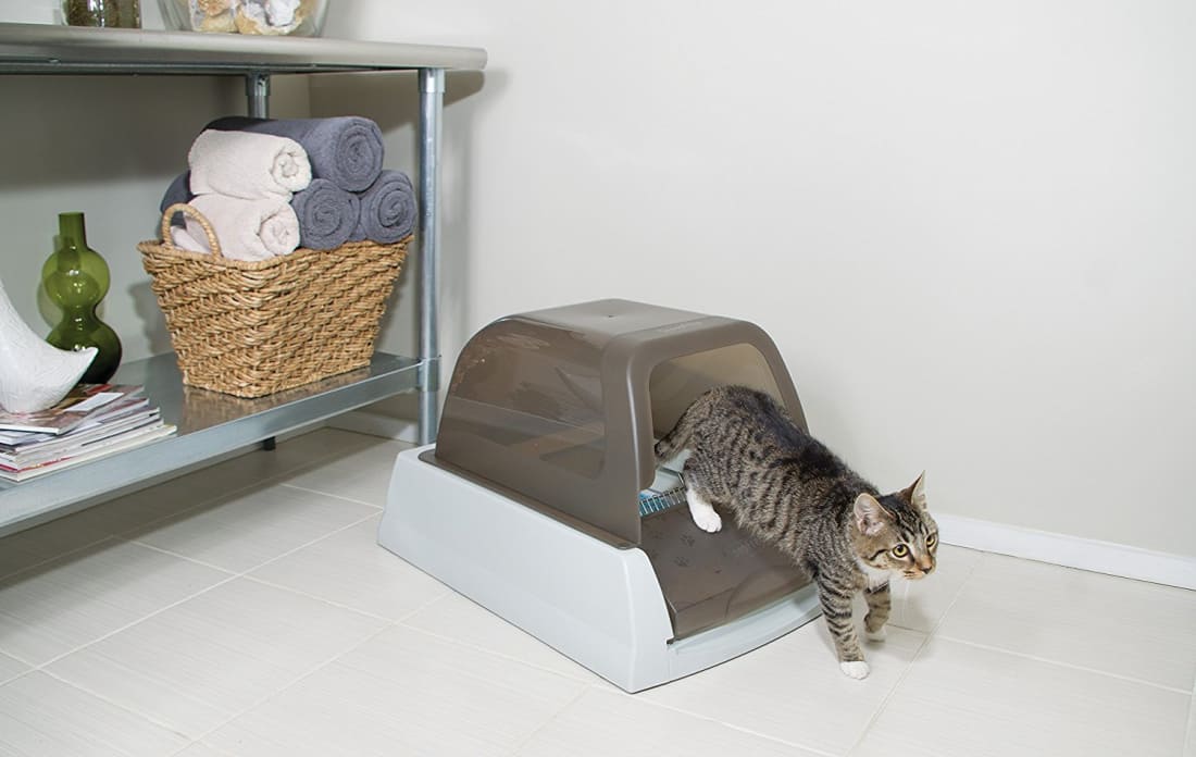 How to Get Rid of Litter Box Smells Petlife