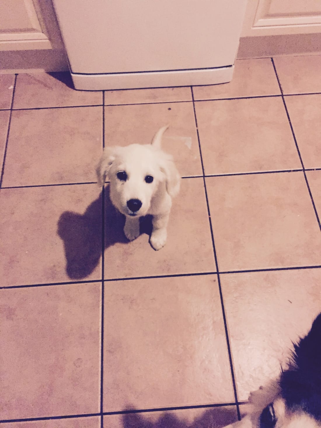 Why Does My Dog Eat Everything? Petlife