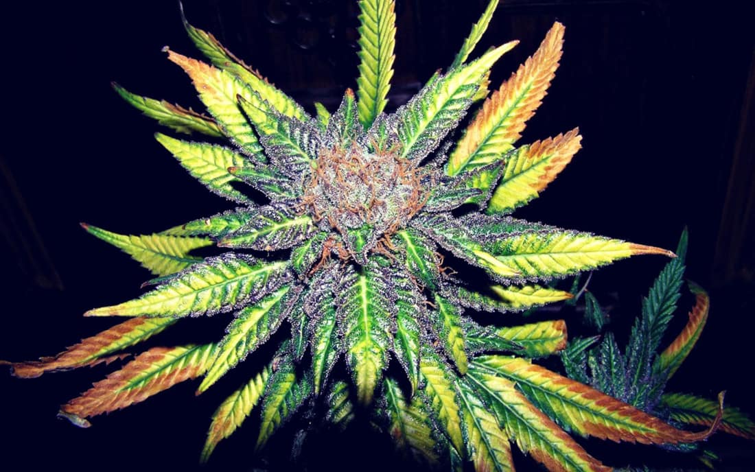 if it s not posted on instagram did it really happen in other words if one weed instagram account didn t post his epic hammerhead shark blunt - who canu follow on instagram weed smokers not dab