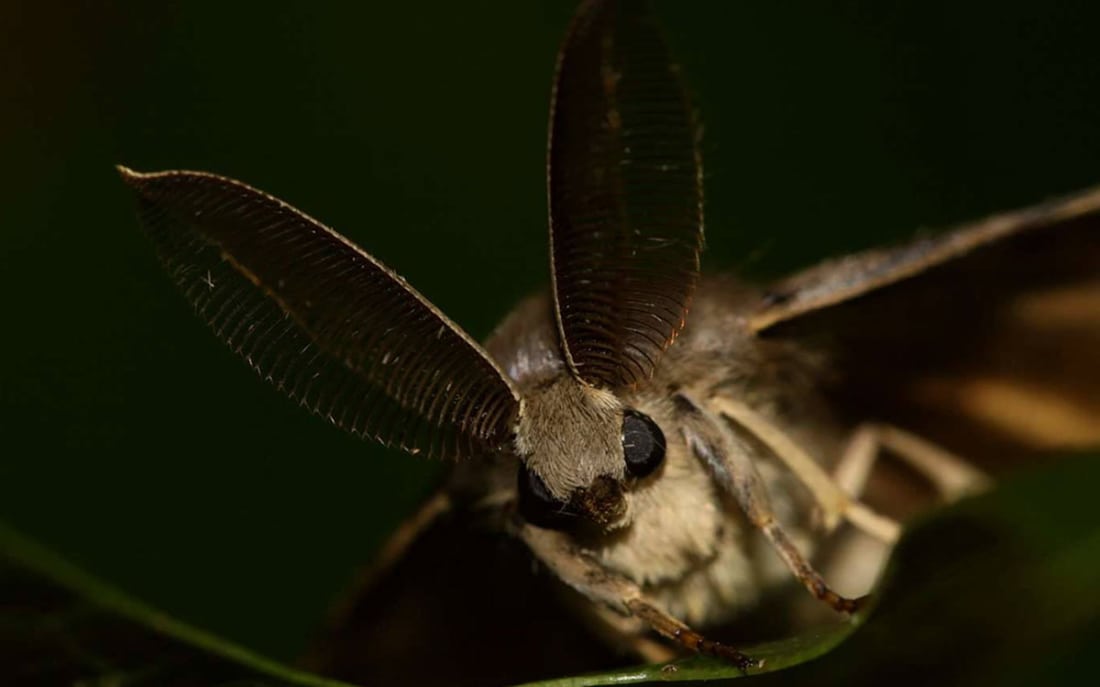 Gypsy Moth Invasion Futurism