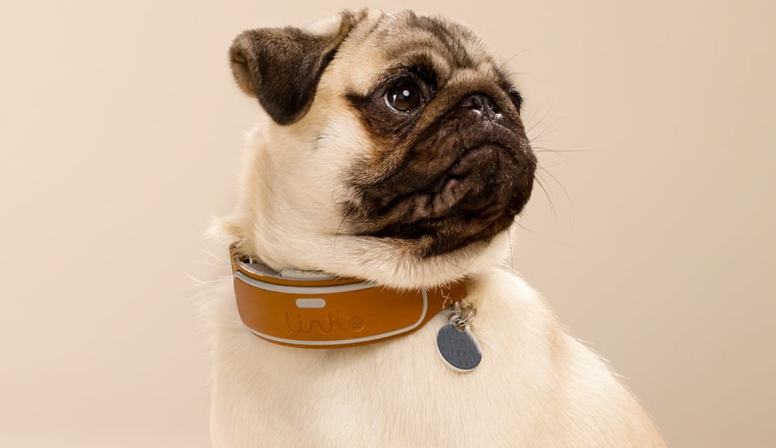 10 Best GPS Dog Tracking Collars Petlife