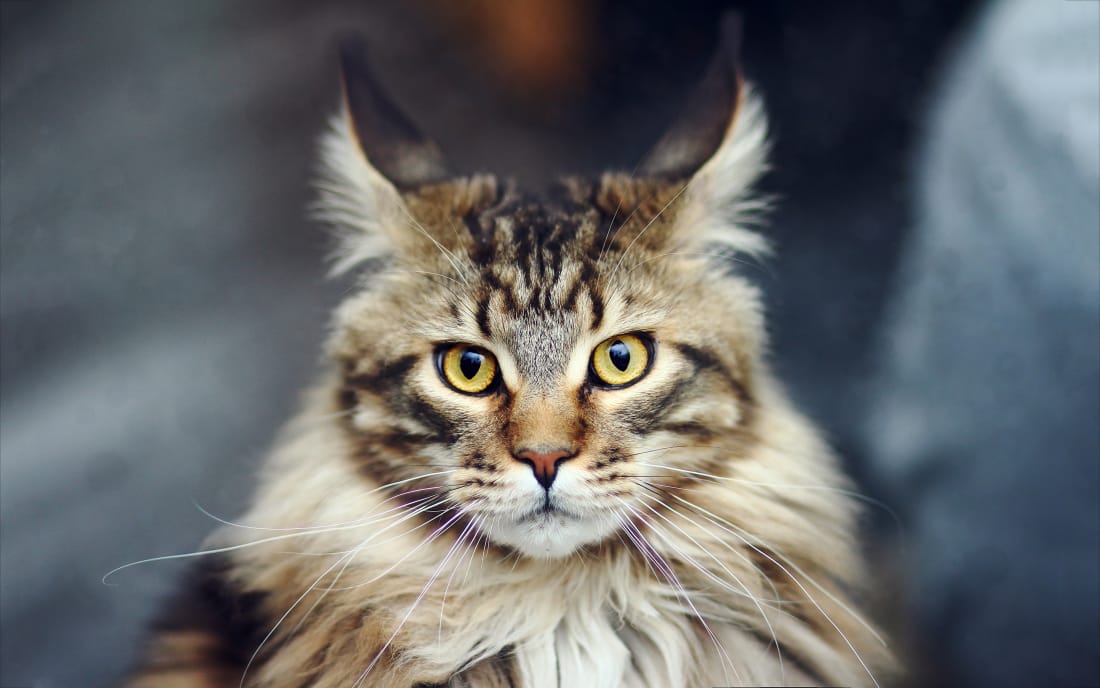 largest-cat-breeds-petlife