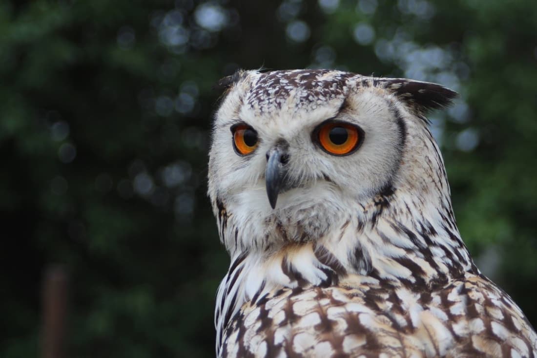 Why Owls Don't Make Good Pets Petlife