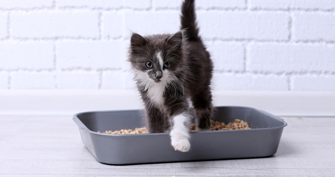 How To Make Your Own DIY Cat Litter Petlife