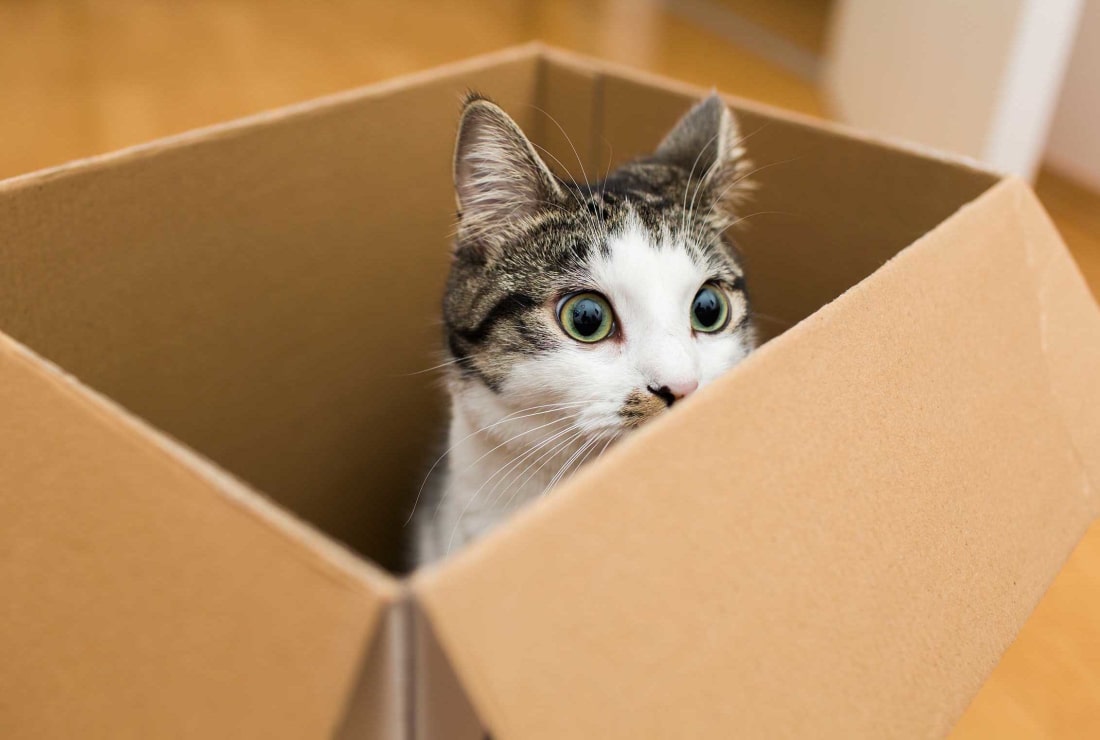 Image result for images cats playing in boxes