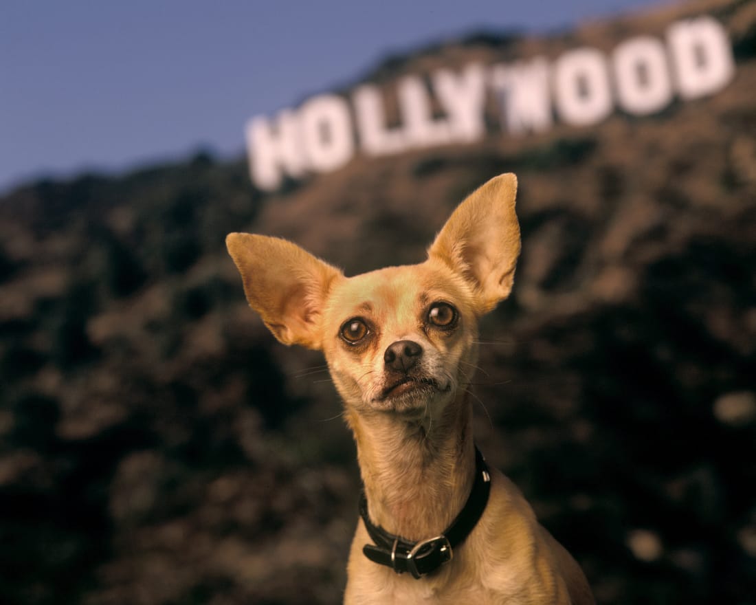 10 Most Famous Animal Actors in History | Petlife