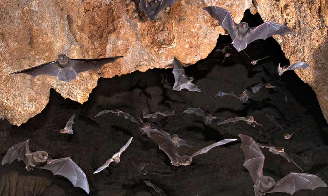 10 strange and fascinating animals that live in caves petlife