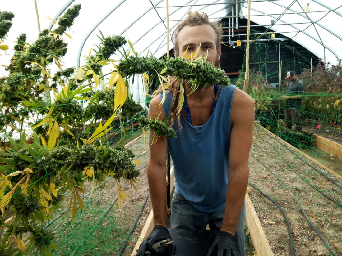 weed farm tour oregon