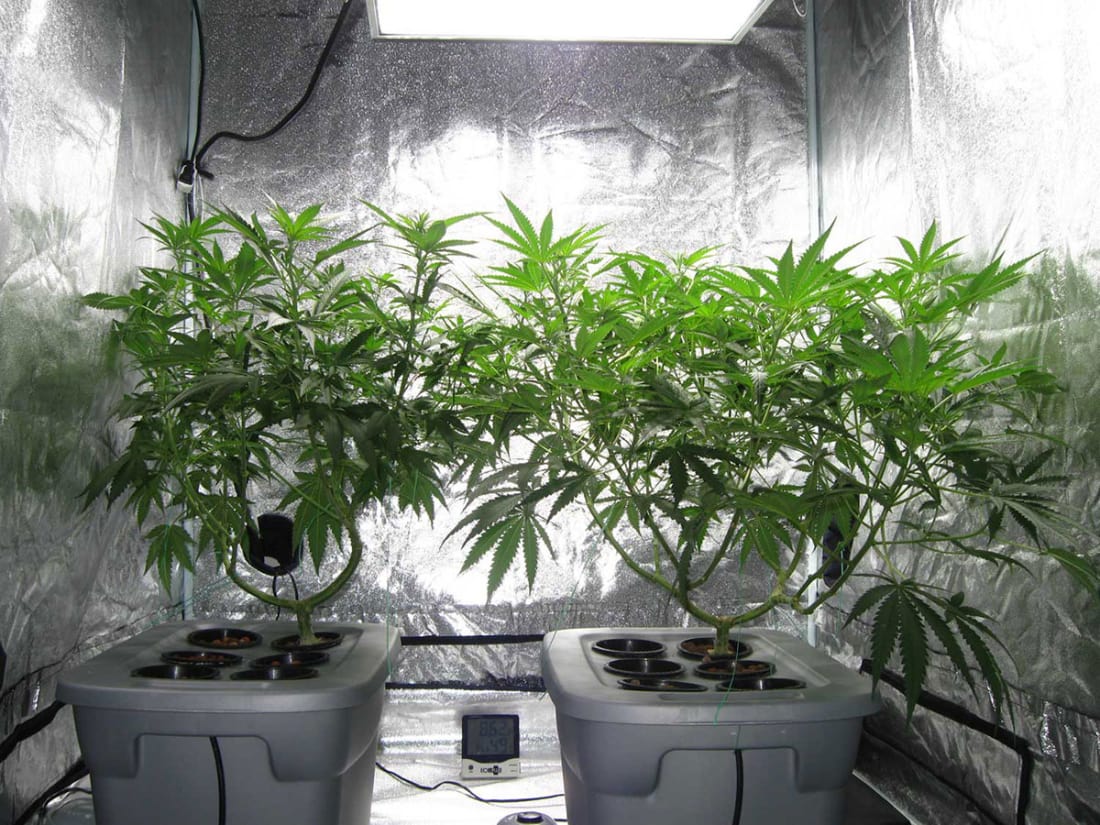 Growing Marijuana Indoors with Natural Light | Potent