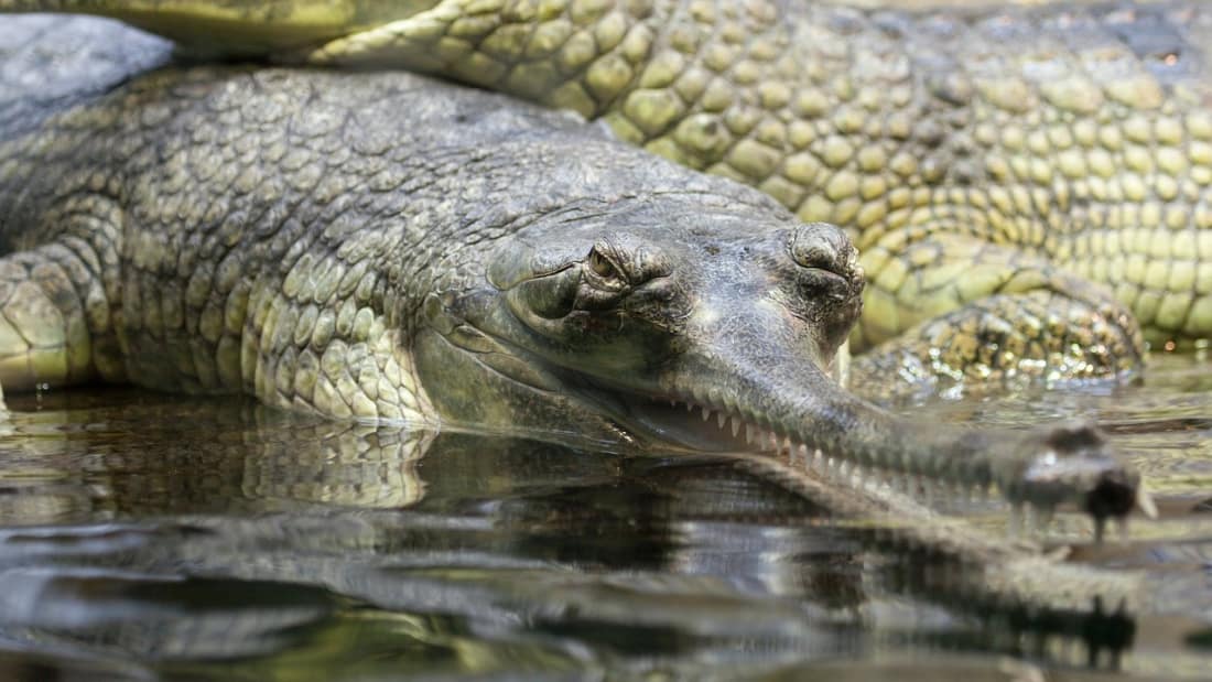 Gharials - The Best of Crocodile Grins!