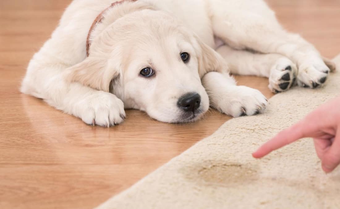 how-to-get-rid-of-dog-urine-smell-petlife