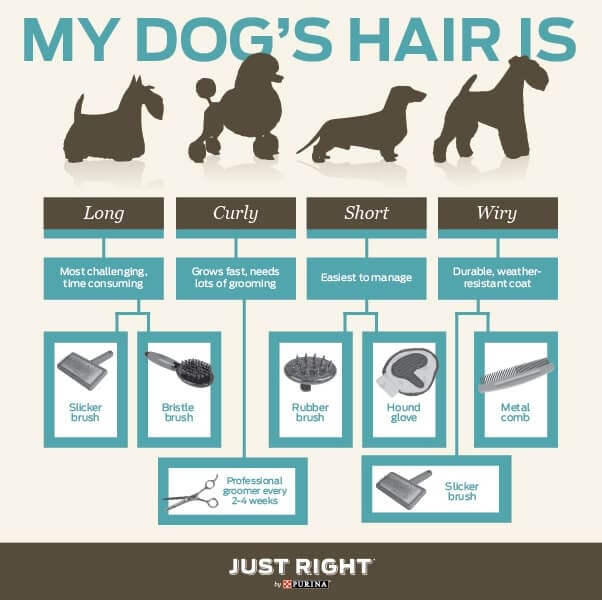 The Importance of Brushing Your Dog Petlife