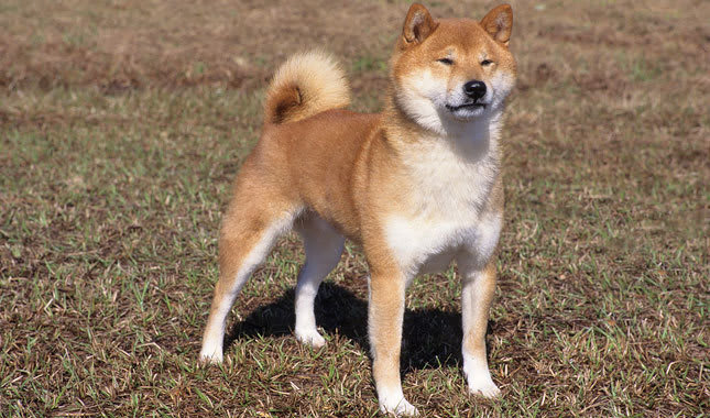 What I've Learned From Owning a Shiba Inu | Petlife