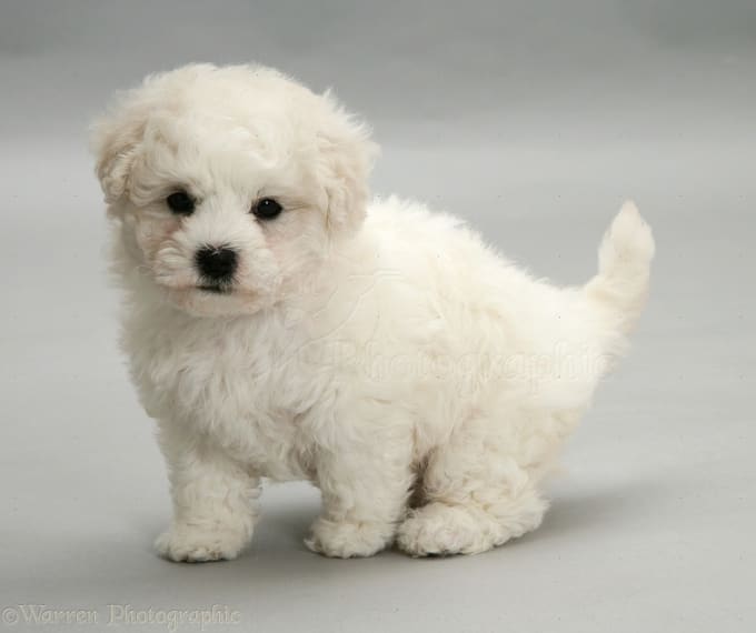 Small Hypoallergenic Dogs Petlife