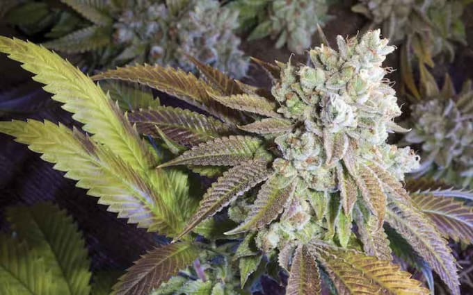 Best Weed Strains You Can Buy in 2019 Potent Best Weed Strains You Can Buy in 2019 Potent