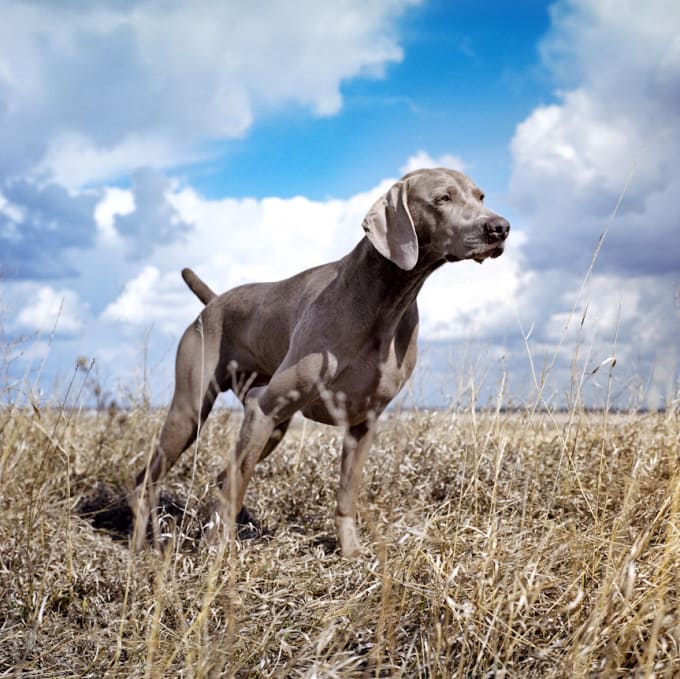 Worst Dog Breeds for Families Petlife