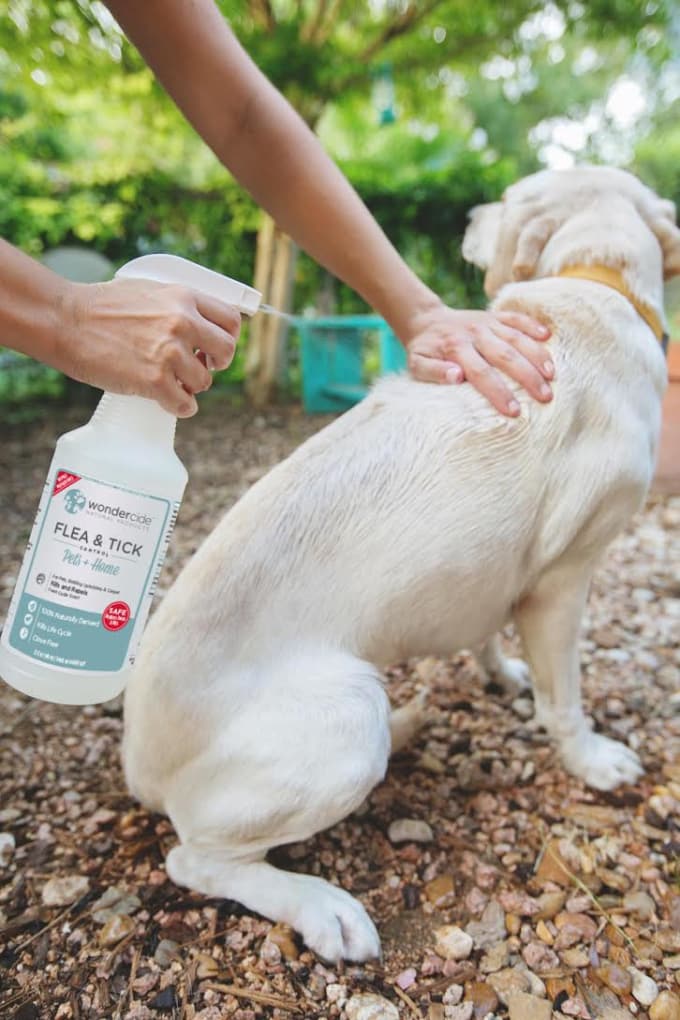 Best Ways to Prevent Ticks on Dogs Petlife