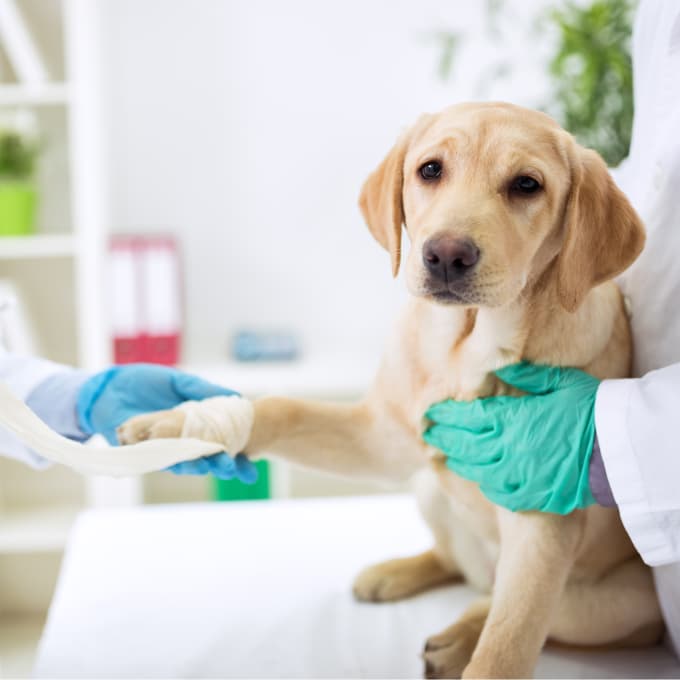 What Does Pet Insurance Cover? Petlife