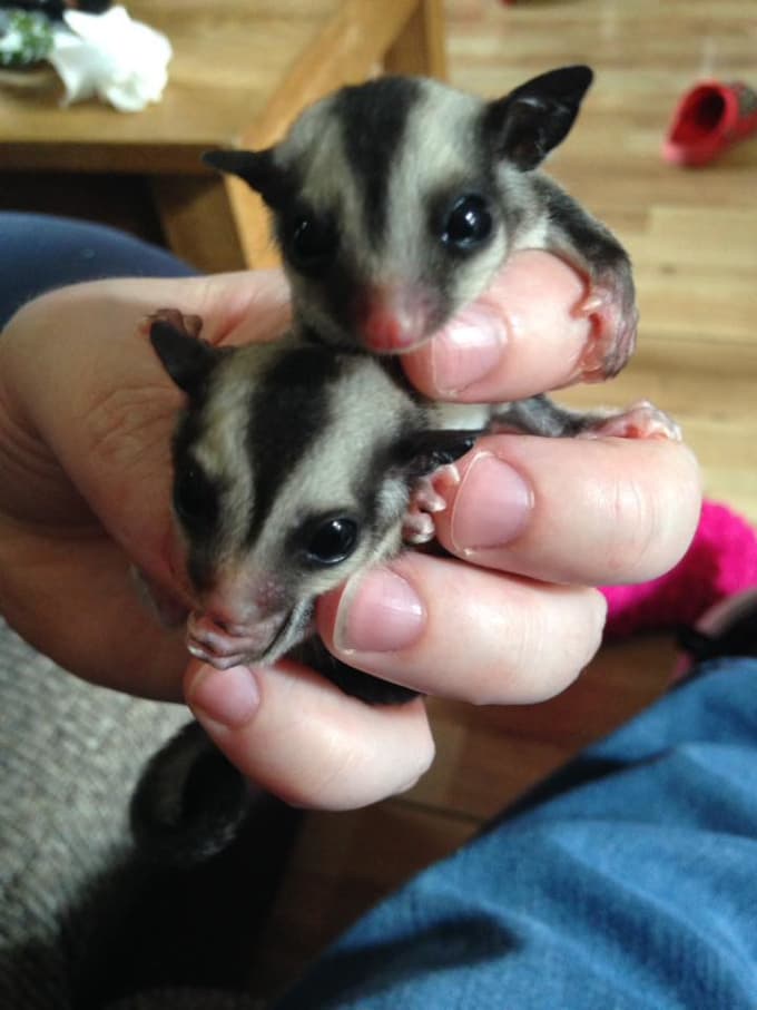 Exotic Pets: What is a Sugar Glider? | Petlife