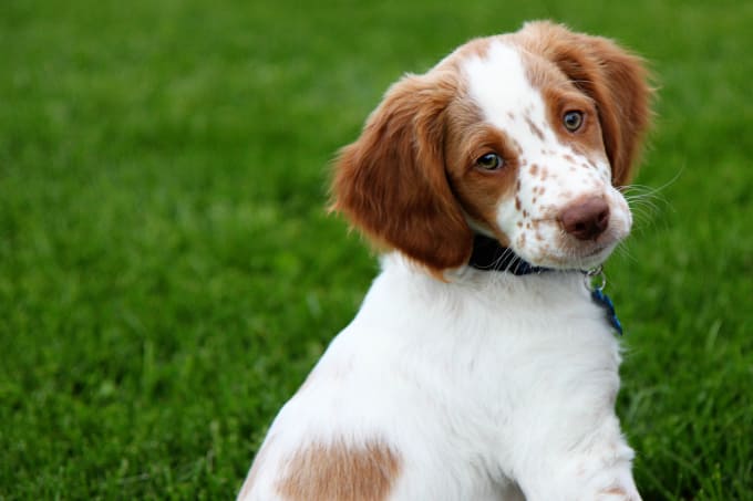 Best Medium Dog Breeds | Petlife