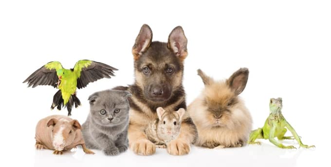 What Type of Pet Should You Get? | Petlife