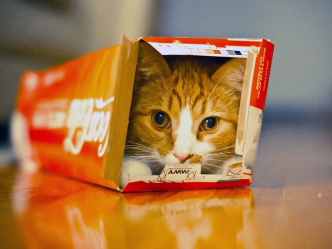 Why Do Cats Love Playing with Boxes? Petlife