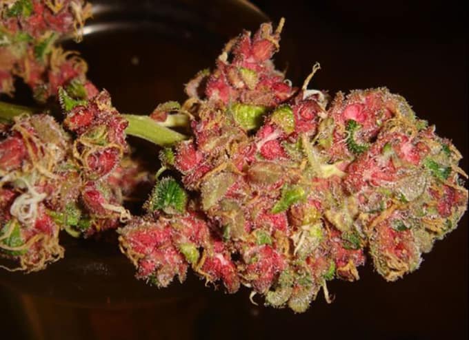 Most Beautiful Marijuana Strains | Potent