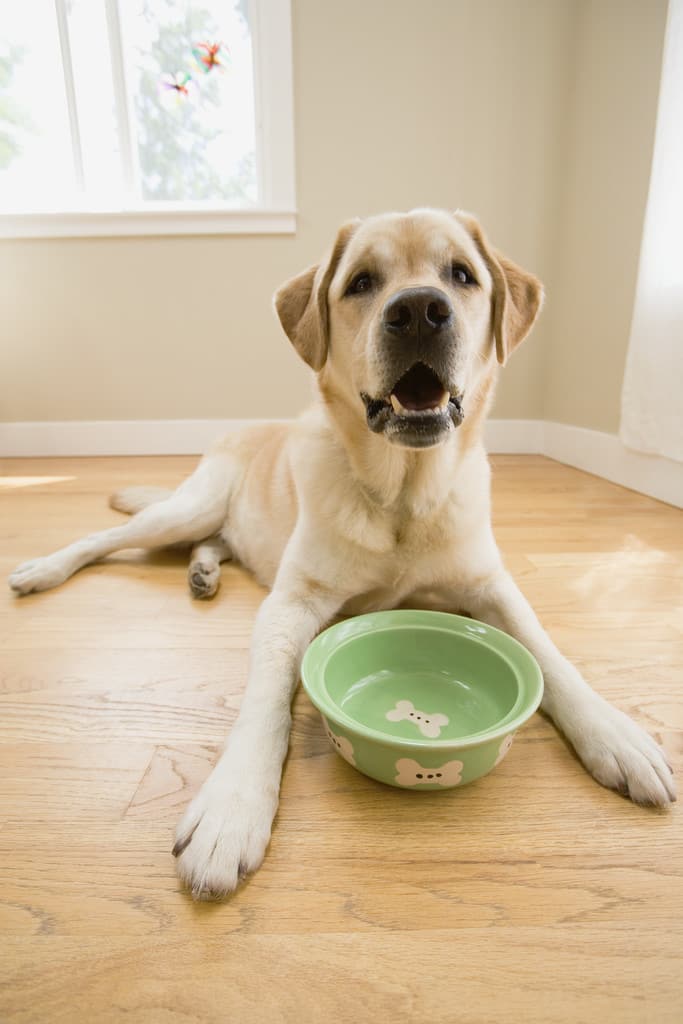 feed-your-dog-human-food-petlife