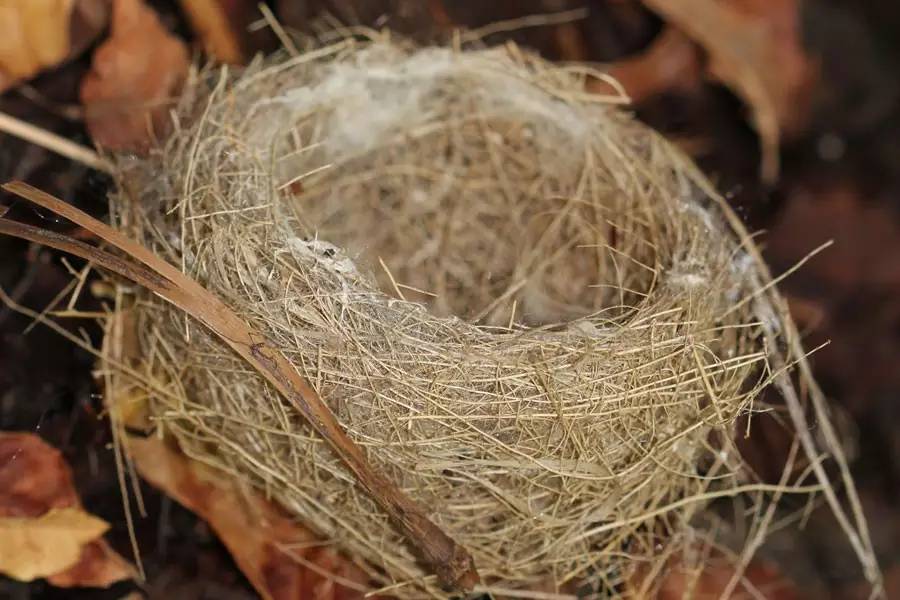 Different Nests Of Birds