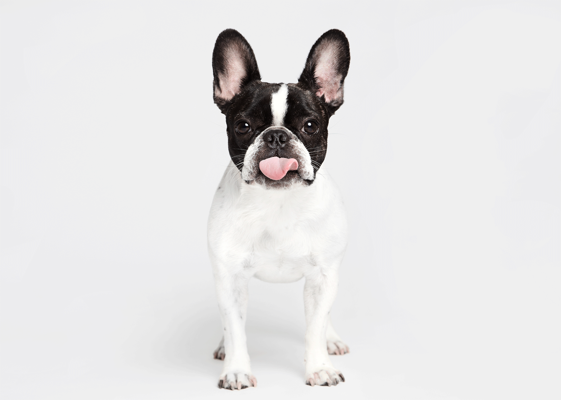 best gifts for small dog owners petlife