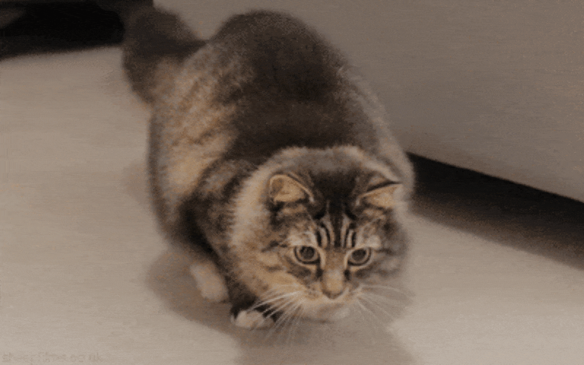 Cutest Cat Gifs Of 2017 To Send Your Friends Petlife