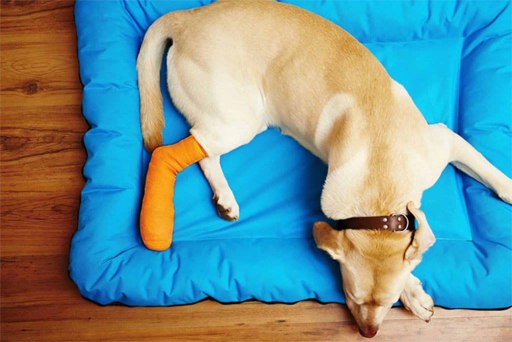 How Should I Care For My Dog After Acl Surgery Petlife